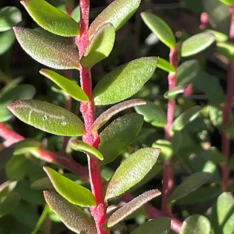 Persoonia asperula