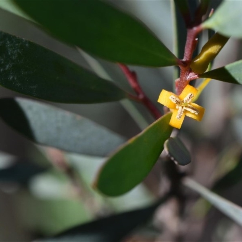 Persoonia glaucescens