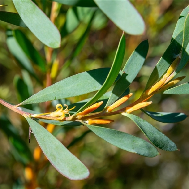 Persoonia glaucescens