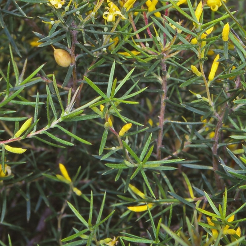 Persoonia juniperina