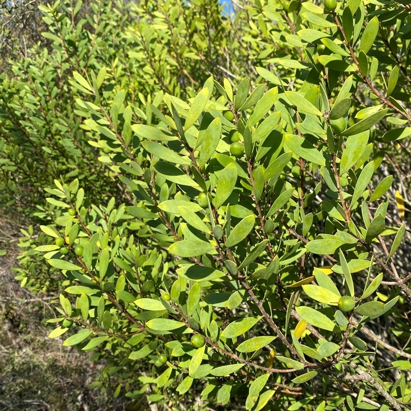 Persoonia lanceolata