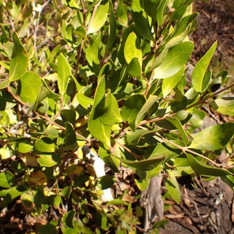 Persoonia laurina