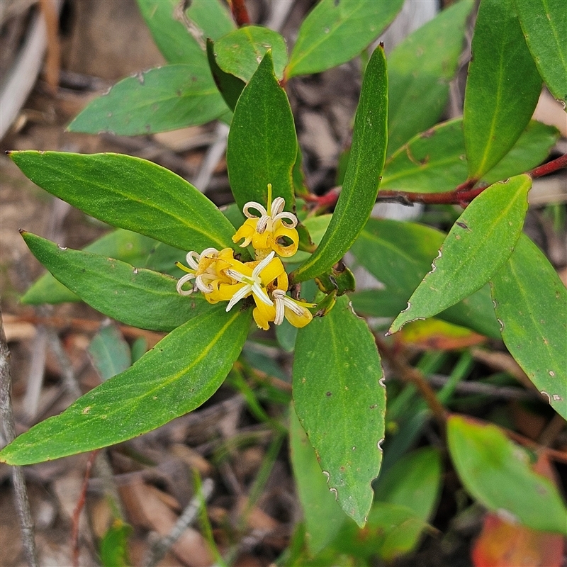 Persoonia laurina subsp. leiogyna