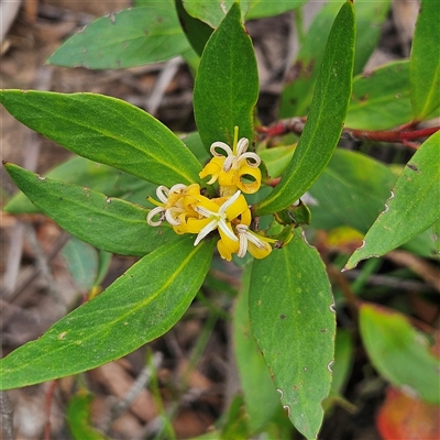 Persoonia laurina subsp. leiogyna