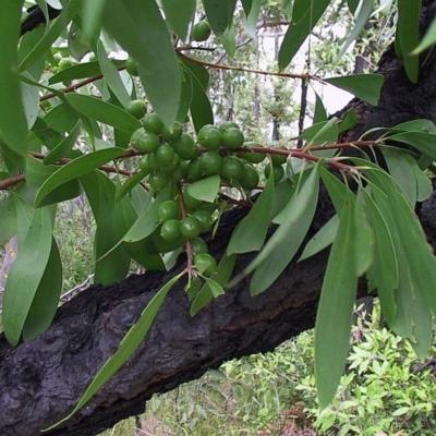 Persoonia levis