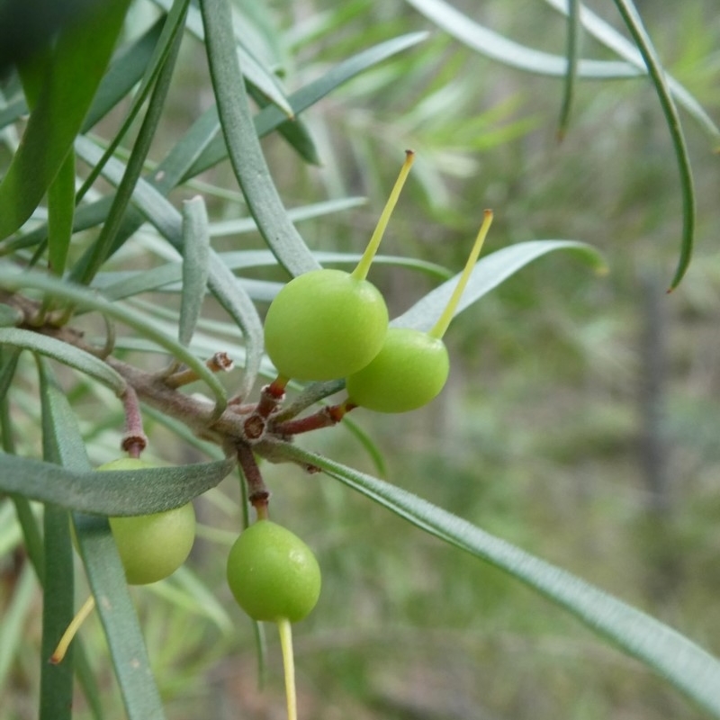 Persoonia linearis