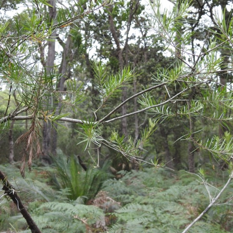 Persoonia linearis