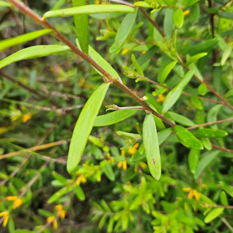 Persoonia mollis subsp. budawangensis