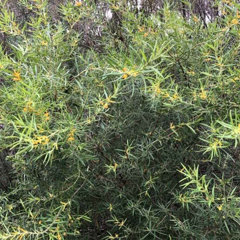 Persoonia mollis subsp. caleyi