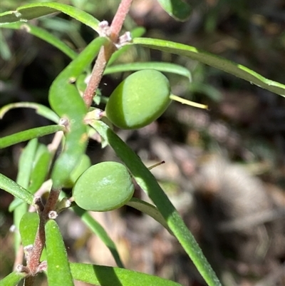 Persoonia mollis subsp. ledifolia