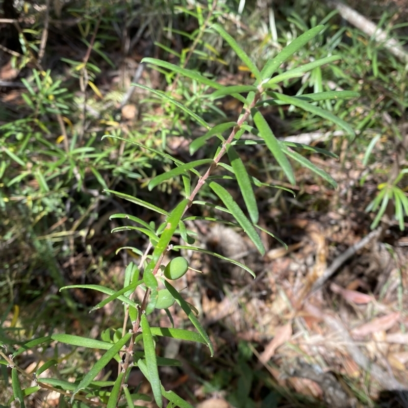 Persoonia mollis subsp. ledifolia