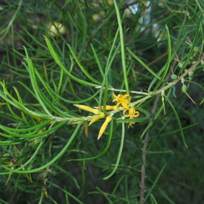 Persoonia mollis subsp. leptophylla