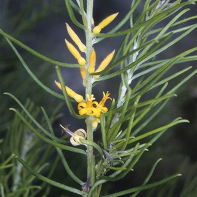 Persoonia mollis subsp. leptophylla