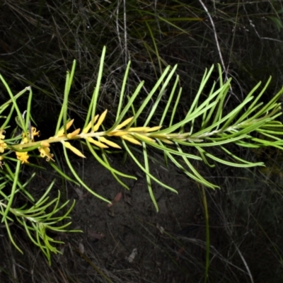 Persoonia mollis subsp. leptophylla
