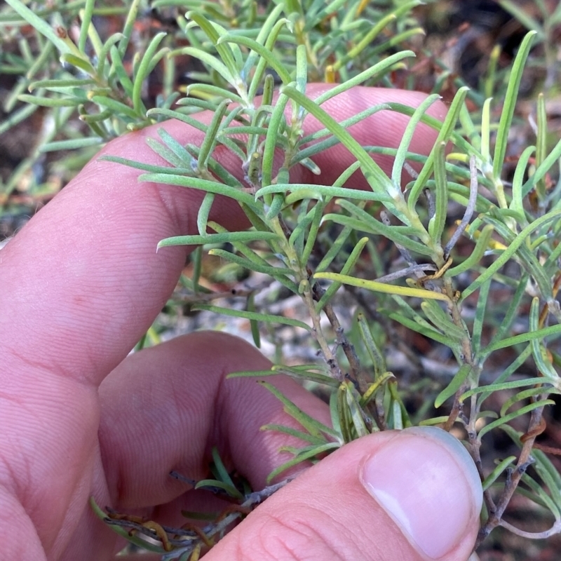 Persoonia mollis subsp. livens