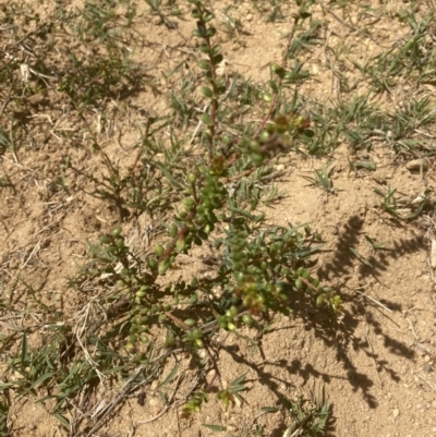 Persoonia oxycoccoides