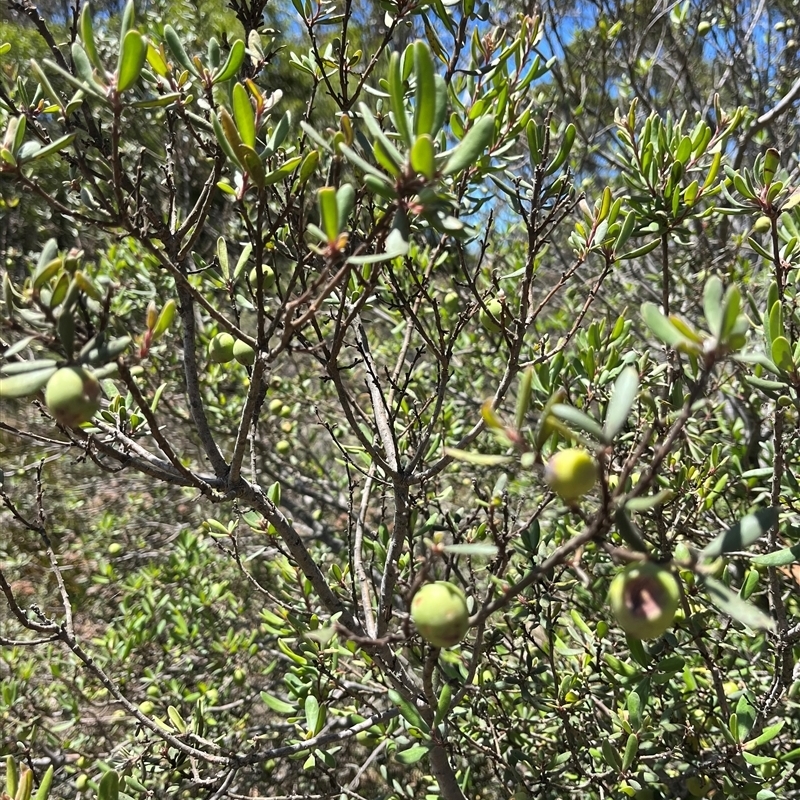 Persoonia rigida