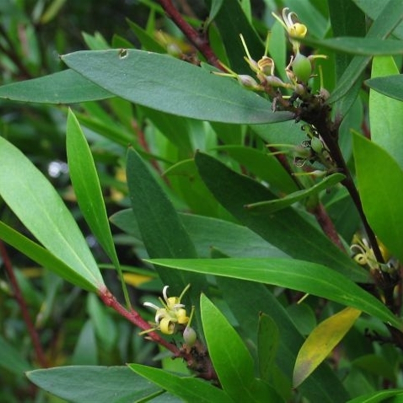 Persoonia silvatica