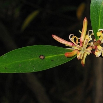 Persoonia silvatica