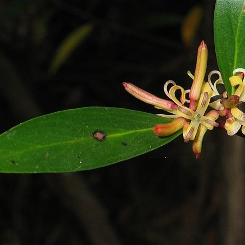 Persoonia silvatica