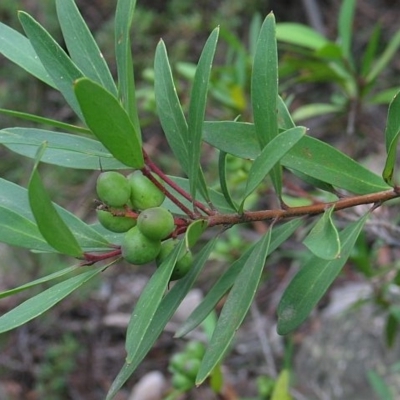 Persoonia silvatica