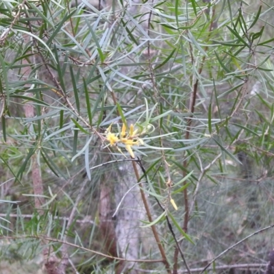 Persoonia sp.