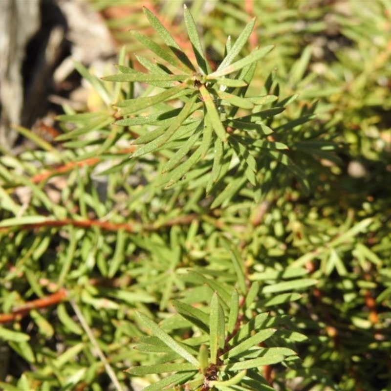 Persoonia sp.