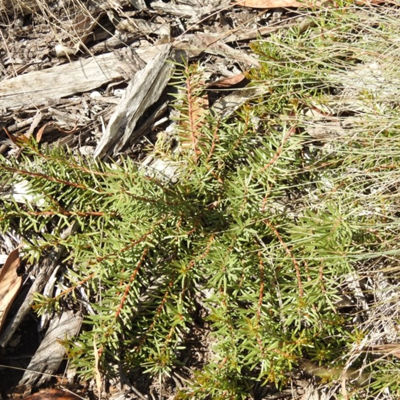 Persoonia sp.