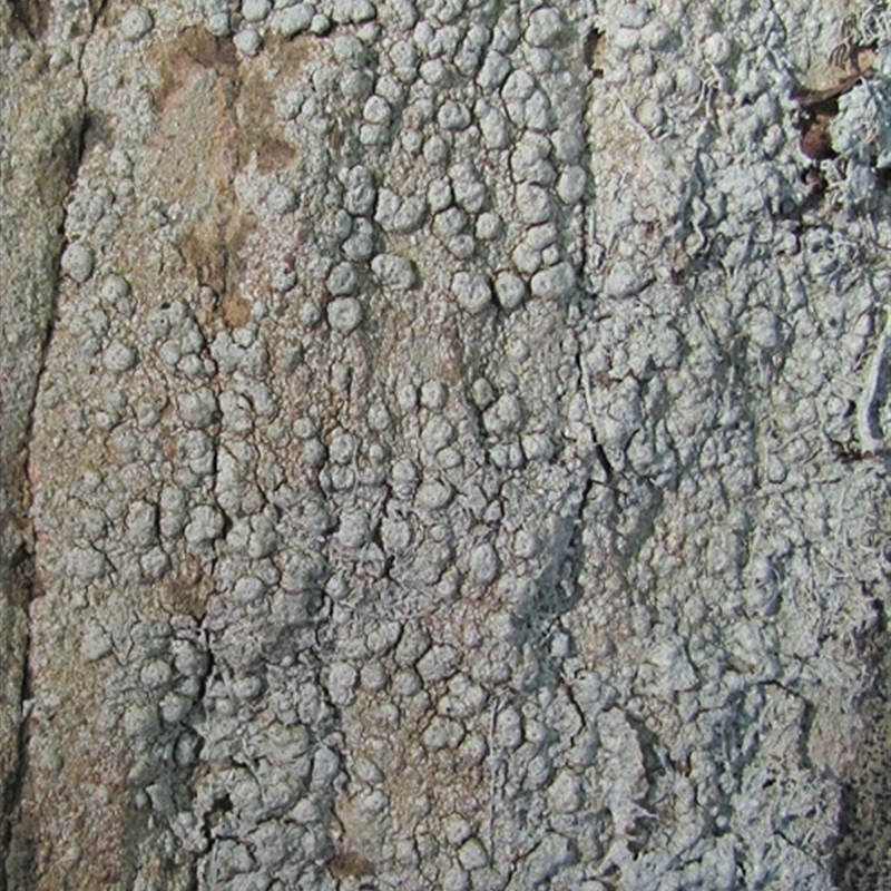 Pertusaria lophocarpa