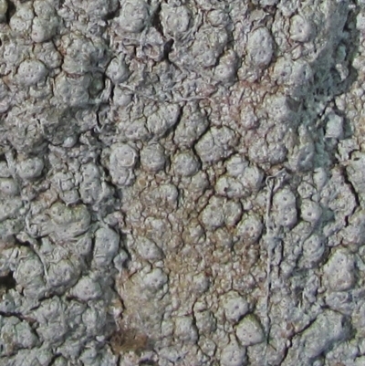 Pertusaria lophocarpa
