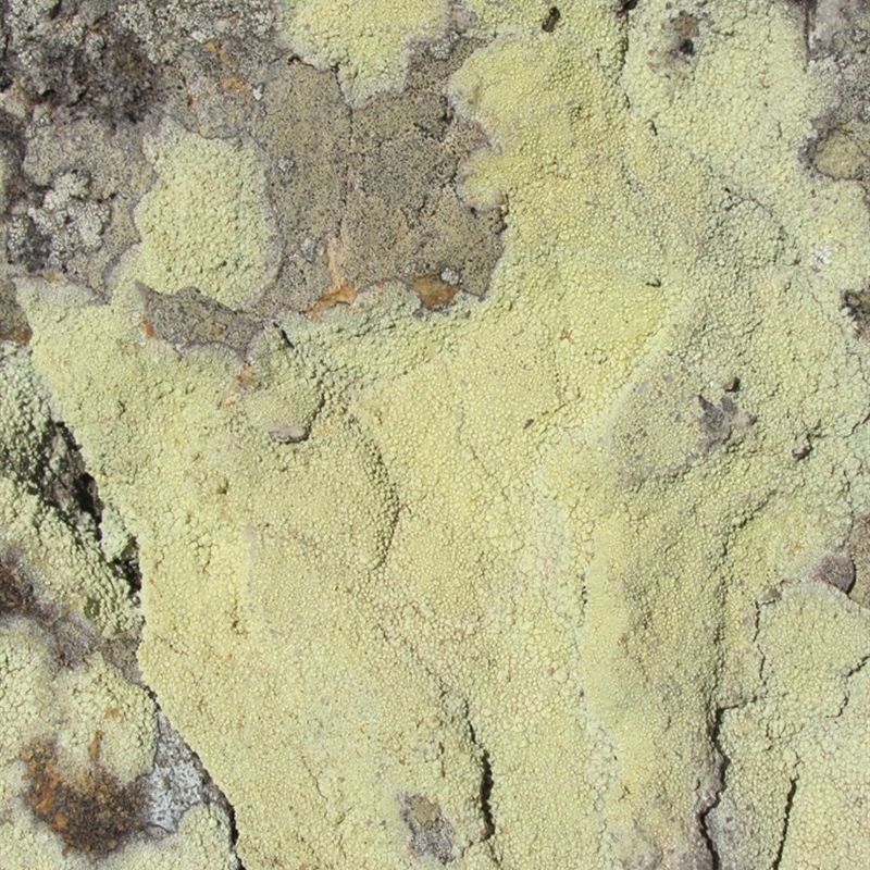 Pertusaria xanthoplaca