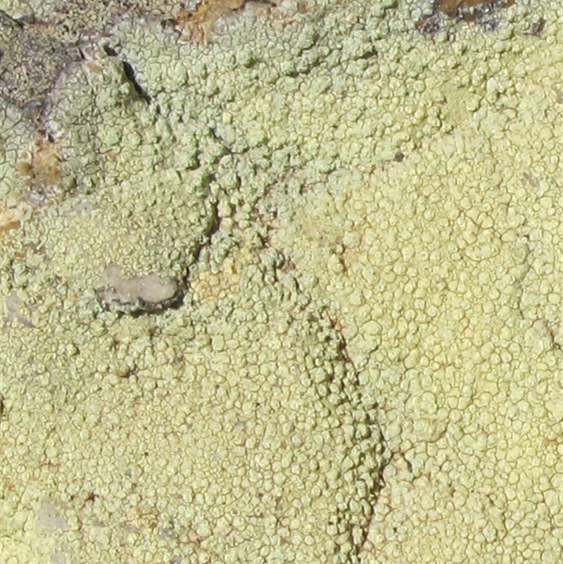 Pertusaria xanthoplaca