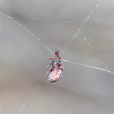 Aradidae sp. (family)