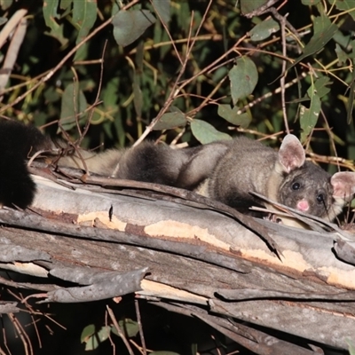 Petaurus australis