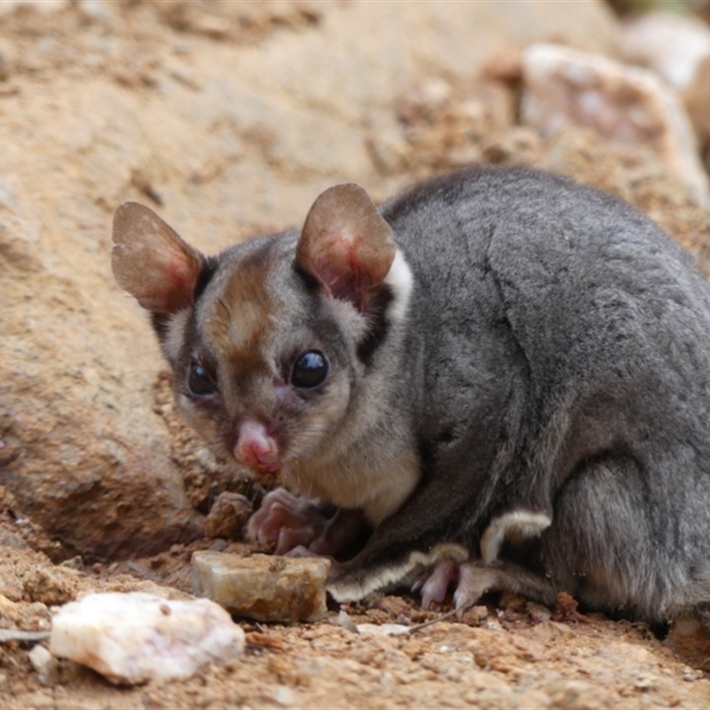 Petaurus notatus