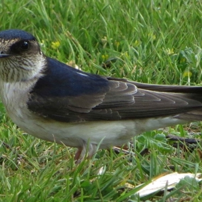 Petrochelidon nigricans