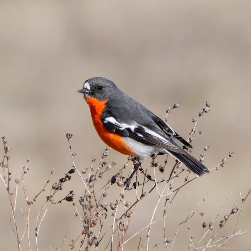 Petroica phoenicea