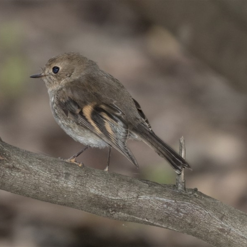 Petroica rodinogaster