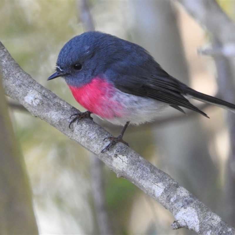 Petroica rosea