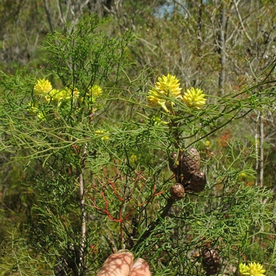 Petrophile pedunculata