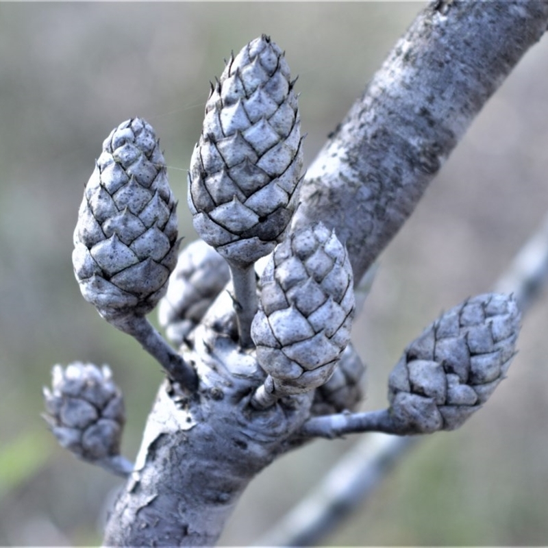 Petrophile pedunculata