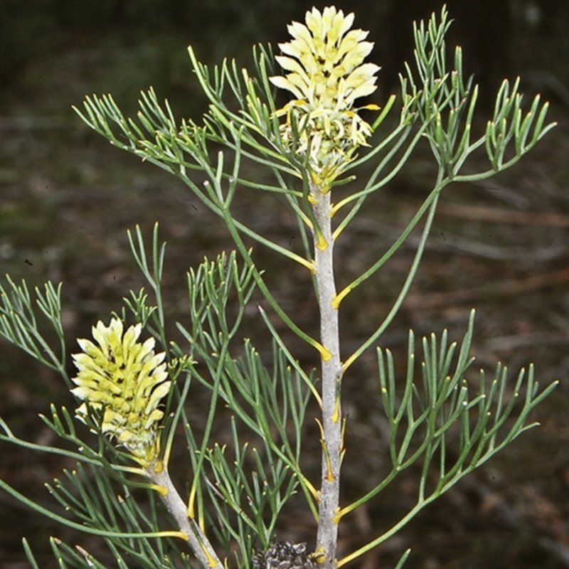 Petrophile pulchella