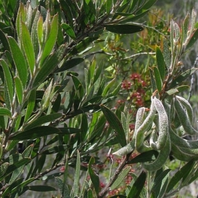 Acacia lanigera var. gracilipes
