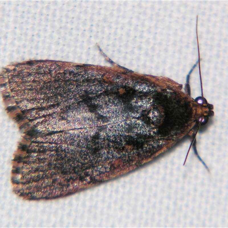 Araeopaschia (genus)
