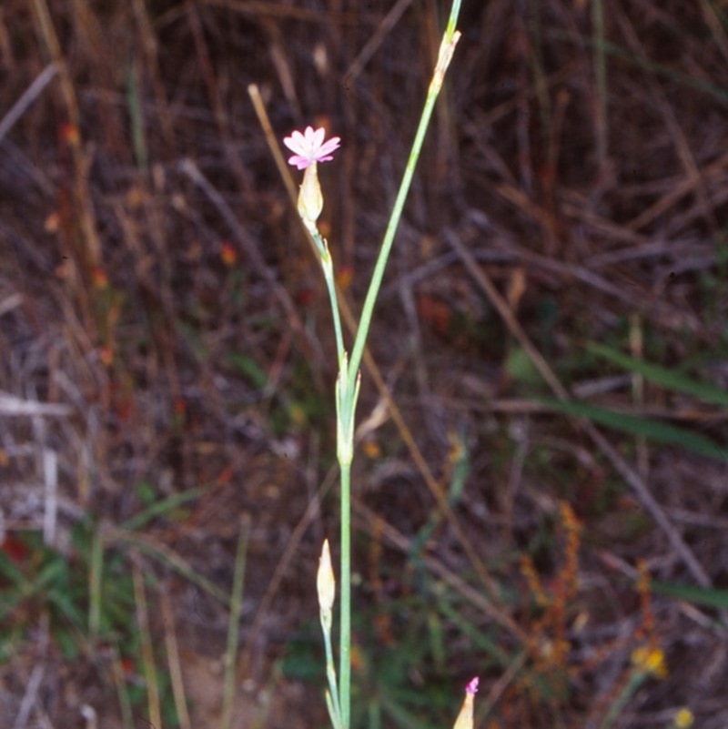 Petrorhagia nanteuilii