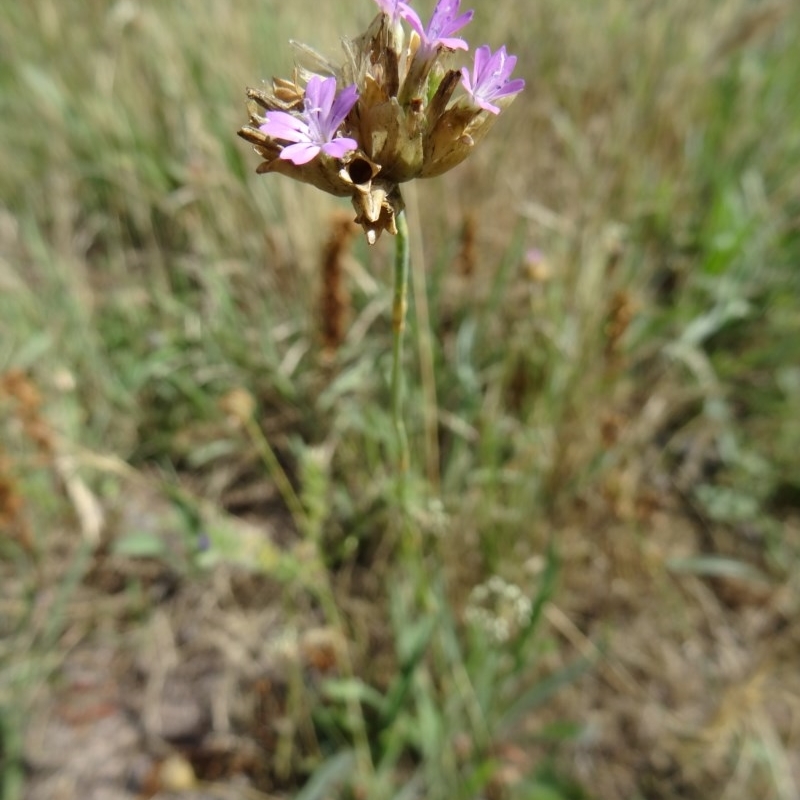 Petrorhagia nanteuilii