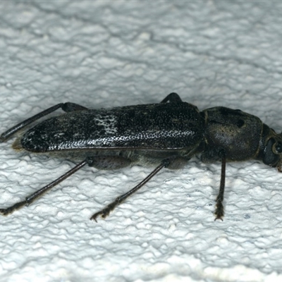 Phacodes obscurus