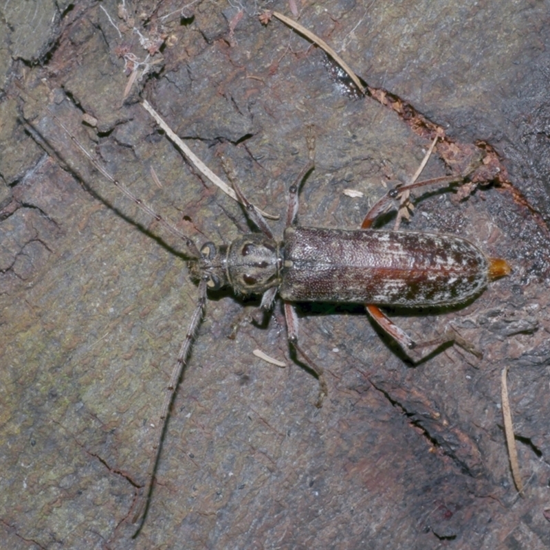 Phacodes obscurus