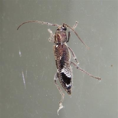 Phacodes personatus