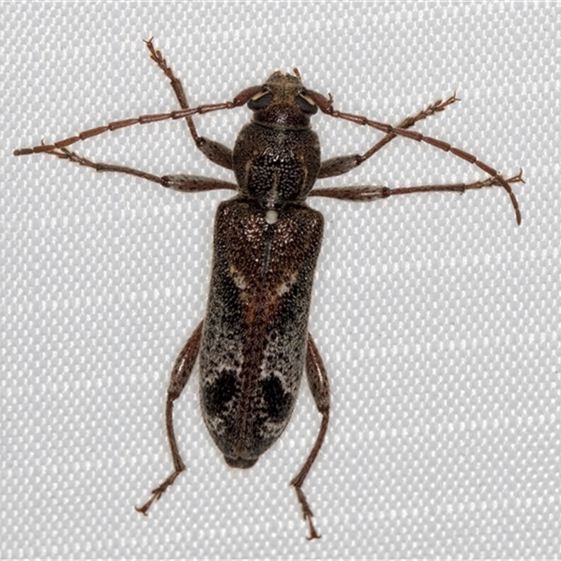 Phacodes personatus